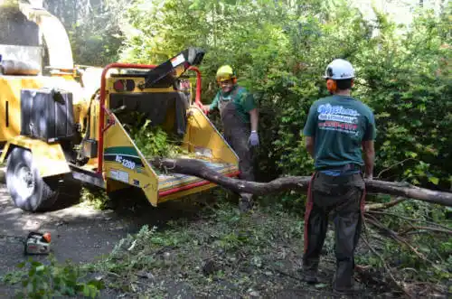 tree services Lewes